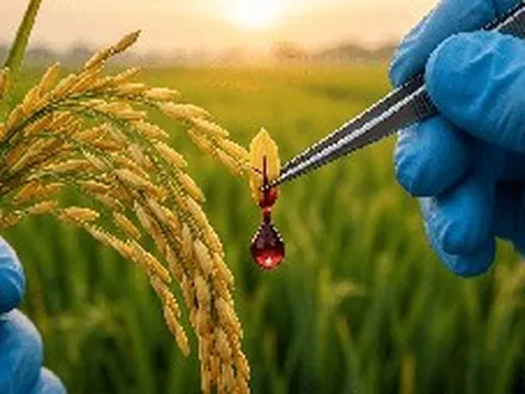 Từ bát cơm đến huyết thanh cứu người: Trung Quốc đã có thể “trồng” ra protein cứu người ngay trên cánh đồng lúa
