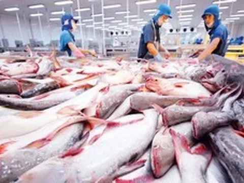 Loại cá giàu DHA của Việt Nam vươn lên Top 1 thế giới, khách Tây mê mẩn ăn "không dứt", thu về 2,4 tỷ USD