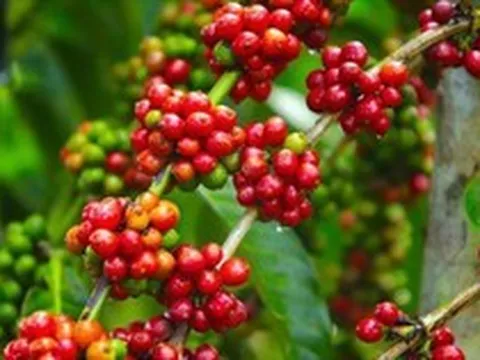 Giá cà phê tiếp tục tăng