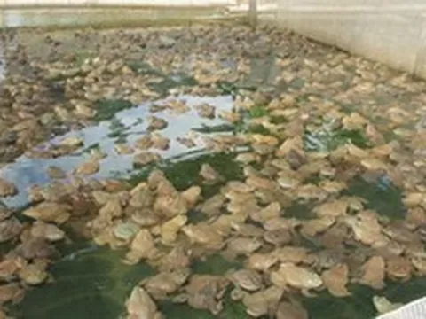 Bỏ nghề thợ điện về quê nuôi con xấu xí nhưng đẻ liên tục, anh nông dân thu lãi tới nửa tỷ đồng mỗi năm
