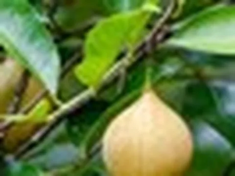 Đắt hơn sầu riêng, Việt Nam trồng được một loại ‘sản vật’ đắt đỏ thứ 3 thế giới: Giá gần 8.000 USD/tấn, ít nhất 3 năm mới cho thu hoạch