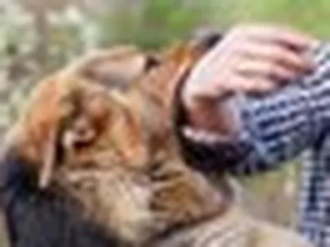 Thêm một người bị chó cắn tử vong nghi do bệnh dại ở Nghệ An
