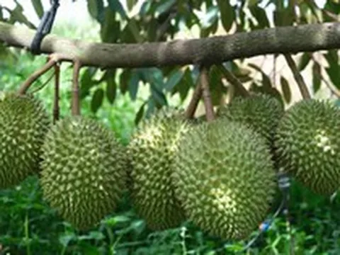 Vì sao cùng một loại nông sản nhưng giá bán chênh nhau cả chục lần?
