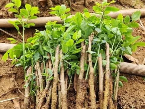 Loại rau chỉ trồng một lần ăn cả đời, sắt gấp 7 lần thịt bò, vừa mát vừa ngọt như hạt nêm trẻ thích mê