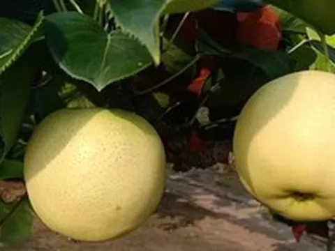 Không phải sầu riêng hay vải, Trung Quốc lo gặp khó với loại trái cây quen thuộc của người Việt, giá giảm mạnh 40%