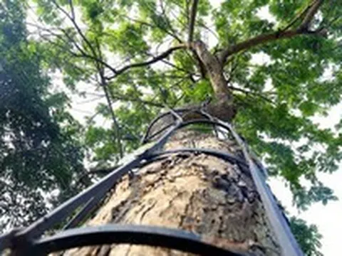 3 loại cây trồng trong vườn được ví như "báu vật", càng để lâu càng giá trị