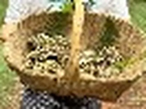 “Lộc trời” quý hiếm mọc trên núi cao, Trung Quốc bán 29 triệu đồng/kg, chậm 1 ngày giảm luôn giá trị