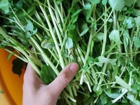 Loại rau "đại bổ" trồng một lần ăn 10 năm, có chứa nhiều omega-3 rất tốt cho trẻ