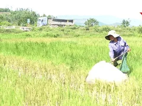 Vợ U70 chở chồng vượt gần 100km, đội nắng săn đặc sản 'tôm bay'