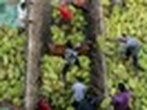 Sau sầu riêng, Lào chuẩn bị đua với Việt Nam một loại quả tại Trung Quốc: Láng giềng cực kỳ ưa chuộng, nước ta trồng hơn 80.000 ha