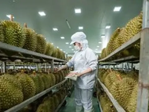 Vụ án sầu riêng: 'Hộ chiếu' tỷ USD và những khoảng trống quản lý