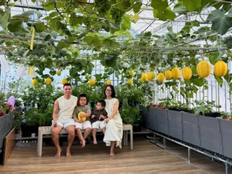 Chồng ở Đà Nẵng làm vườn sân thượng 100m2 tặng vợ, thu hơn 2 tạ trái mỗi mùa