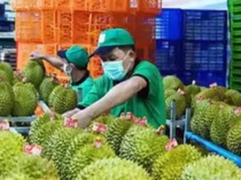 Vụ án sầu riêng: Cần dẹp ‘giấy phép con’ trong cấp mã số vùng trồng