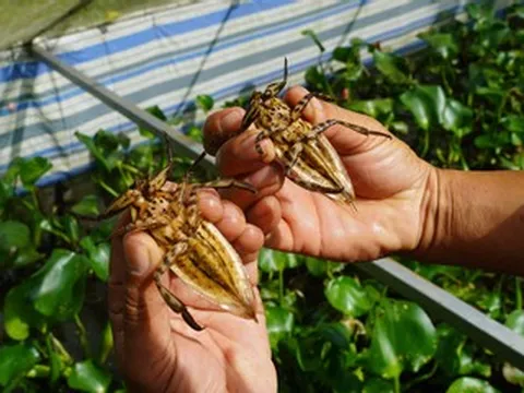 Bỏ nghề du lịch, người đàn ông về quê nuôi con 'lạ', sở hữu tinh dầu quý