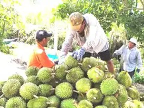 Mã số vùng trồng sầu riêng: Cách nào tránh cảnh 'cha chung không ai khóc'?