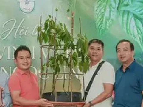 'Hoa hậu' sâm Ngọc Linh bán đấu giá hơn 700 triệu đồng