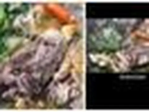 Chủ cơ sở liên quan vụ nghi thức ăn có dòi bị phạt 27 triệu đồng
