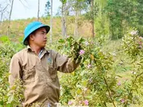 Hai lần khởi nghiệp trắng tay, đổi đời nhờ loài cây mọc dại