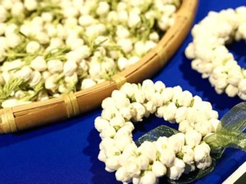 Loài hoa quen thuộc giúp cả vùng quê đổi đời, người dân sáng hái tối có tiền