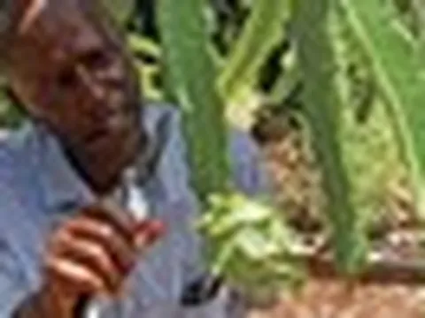 Trồng thử loại ‘siêu trái cây' ở Việt Nam, người dân tại Kenya bất ngờ đổi đời: Hơn 3 năm được thu hoạch, sản lượng không đủ để bán