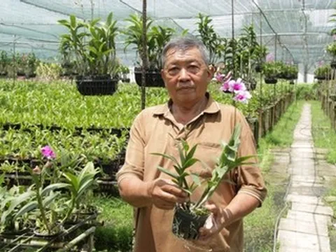 Từ 5 giò lan làm cảnh, lão nông TPHCM có vườn hoa doanh thu hơn 1 tỷ đồng/năm