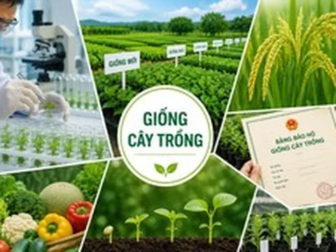 Đề xuất thống nhất đầu mối quản lý nhà nước về bảo hộ quyền đối với giống cây trồng