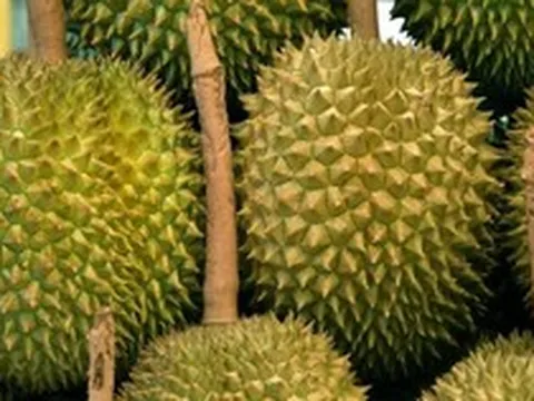 Hai quốc gia tỷ dân báo tin vui hiếm có đến sầu riêng Việt Nam