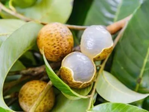 Phát minh chấn động ngành nông nghiệp của Trung Quốc: Lai tạo vải và nhãn ra giống quả mềm ngọt, không xơ, năng suất gấp 2 lần thông thường, có thể chịu lạnh âm độ