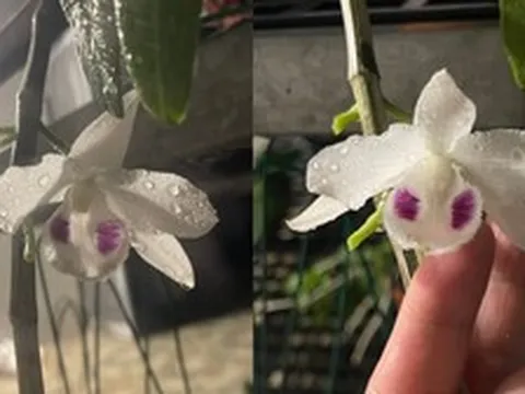 Lan đột biến vẫn còn, nhưng giấc mộng làm giàu tiền tỷ đã tan