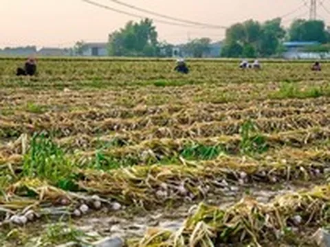 Trung Quốc vào vụ thu hoạch 1 mặt hàng Việt Nam trồng cực nhiều: Sản lượng sắp tăng 20%, giá ngày càng đắt đỏ