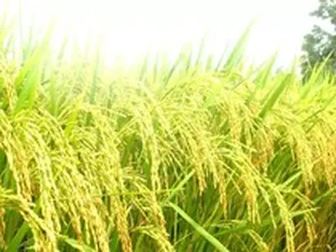 Giá bồi thường cây trồng, vật nuôi ở đặc khu Côn Đảo gấp 1,8 lần giá chuẩn