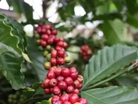 Đề xuất cắt giảm 40 thủ tục, 40 điều kiện kinh doanh trong nông nghiệp