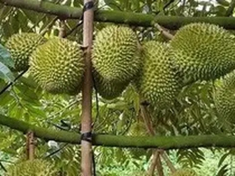Đơn giản cấp mã số vùng trồng, siết chặt hậu kiểm