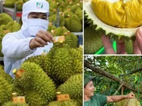 Không mở rộng diện tích sầu riêng; tập trung nâng cao năng suất, chất lượng