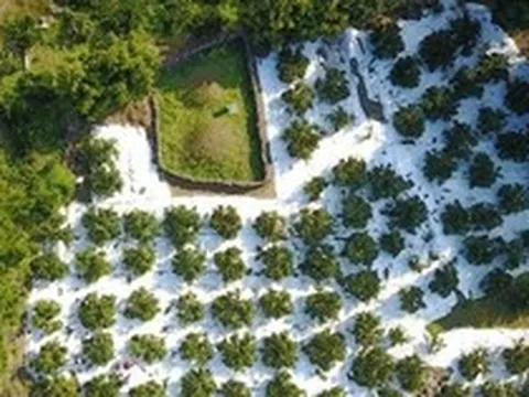 Trung Quốc lo thất thu một loại trái cây chủ lực: Nguồn cung tăng mạnh - giá giảm, Việt Nam cũng đang trồng nhiều