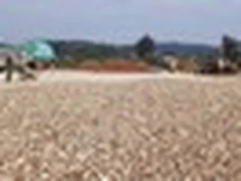 Việt Nam có 'vựa lúa dưới lòng đất' được Hàn Quốc đổ tiền thu mua hàng nghìn tấn, nước ta có sản lượng 10 triệu tấn/năm
