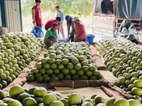Trung Quốc đón tin vui với loại quả Việt Nam cũng đang trồng rất nhiều: Châu Âu, Nga cực ưa chuộng, sản lượng tăng mạnh