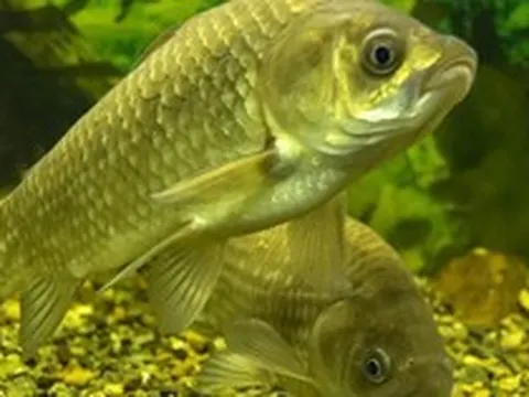Phát minh của Trung Quốc làm rung chuyển ngành thực phẩm: tạo ra giống cá không xương dăm, năng suất cao nhưng chi phí thấp