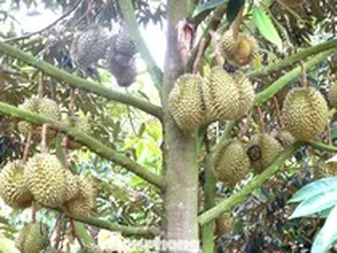 Nhận vơ vườn sầu riêng để lừa hơn 6 tỷ đồng