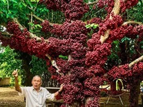 Cận cảnh cây đỏ trăm tuổi ở Đắk Lắk được công nhận là cây di sản Việt Nam