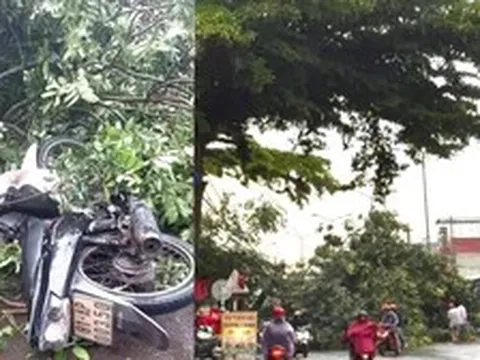 Người đàn ông bị cây xanh ngã đổ trúng tử vong