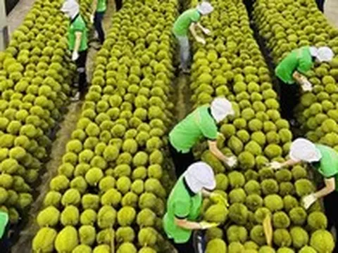 Ấn Độ mở cửa, sầu riêng Việt có cơ hội cán mốc 5 tỷ USD/năm