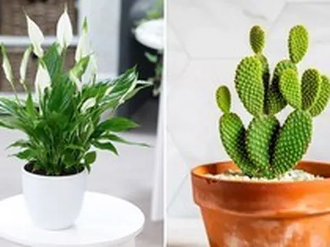 5 cây cảnh hút ẩm, khử mùi trong nhà hiệu quả