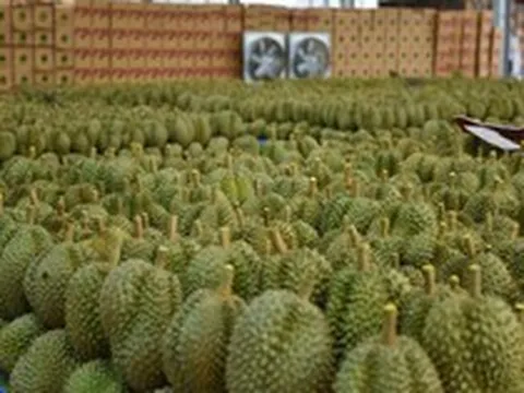 Trung Quốc đón tin cực vui từ quả sầu riêng - Việt Nam, Thái Lan góp công lớn