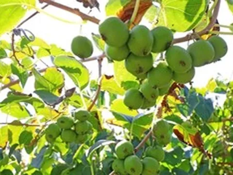 Ít ai ngờ loài cây mọc dại này lại có tiềm năng "khắc tinh" ung thư phổi