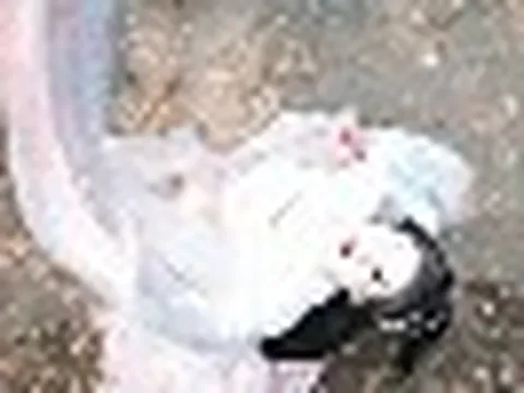 Showbiz có 1 mỹ nhân "nghìn năm", nhan sắc 10 điểm nhưng diễn xuất 0 điểm