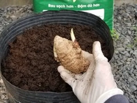 5 lý do nên trồng 1 chậu nghệ trong nhà