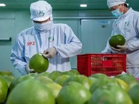 Bức tranh nhiều điểm sáng của xuất khẩu nông sản