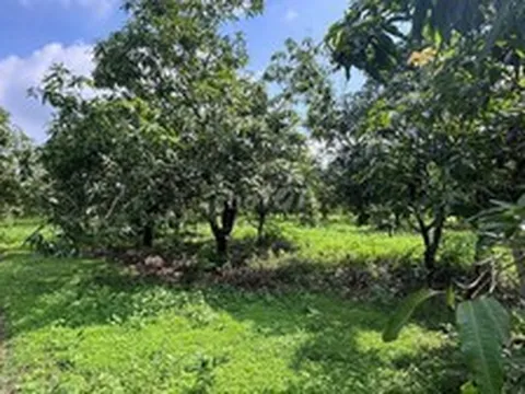 Mua thêm 300m2 đất vườn liền kề 360m2 đất thổ cư từ 11 năm trước nhưng chỉ có giấy viết tay, làm sao để được cấp sổ đỏ?