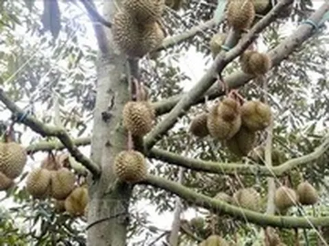 Xuất khẩu sầu riêng vào Hàn Quốc tăng mạnh
